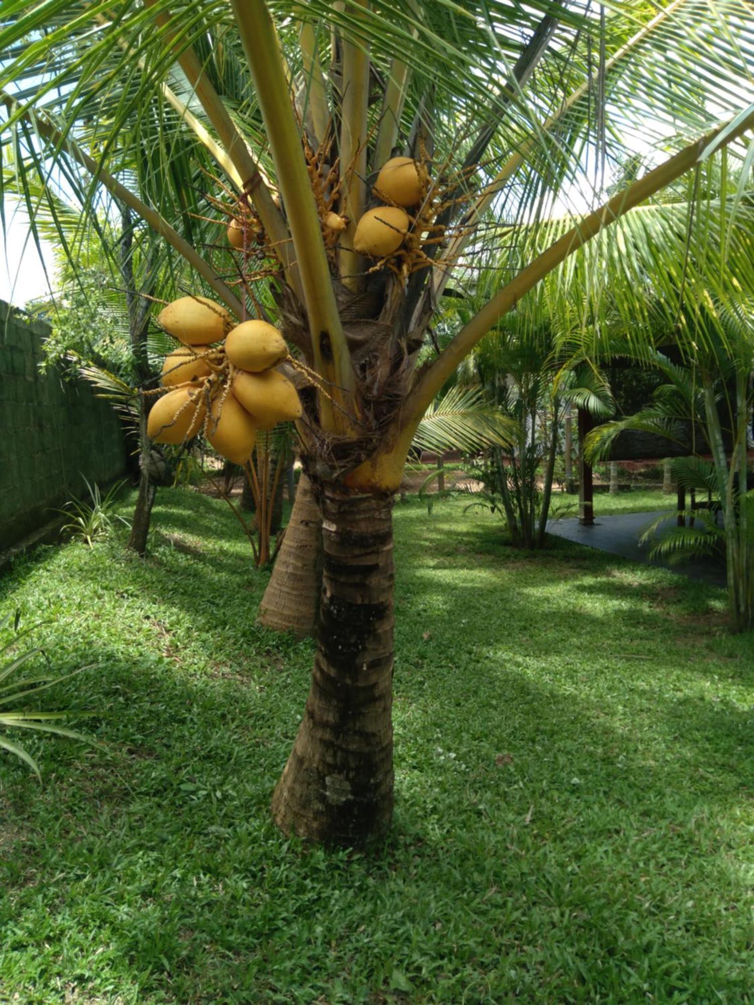 Jasmin Homestay Marakolliya Tangalle Bagian luar foto